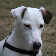 Jack russell terrier Spiff