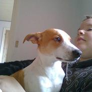 Dansk svensk gaardhund schaiky