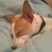 Dansk svensk gaardhund schaiky