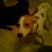 Dansk svensk gaardhund schaiky