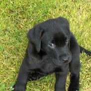 Labrador retriever Koda