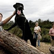 Labrador retriever Koda