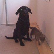 Blanding af racer Shane