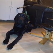 Blanding af racer Shane