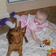 Dvaergpinscher Perle