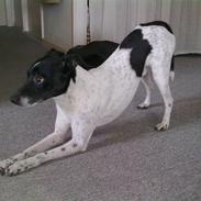 Dansk svensk gaardhund Zeus <33