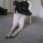 Dansk svensk gaardhund Zeus <33