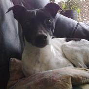 Dansk svensk gaardhund Zeus <33