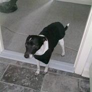 Dansk svensk gaardhund Zeus <33