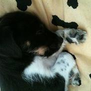 Blanding af racer Chico