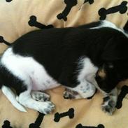 Blanding af racer Chico