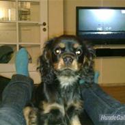 Cavalier king charles spaniel Trille