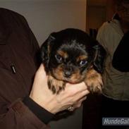 Cavalier king charles spaniel Trille