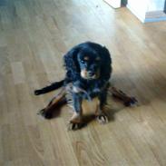 Cavalier king charles spaniel Trille