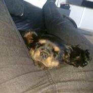 Cavalier king charles spaniel Trille