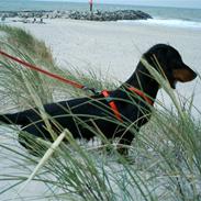 Dværggravhund mille