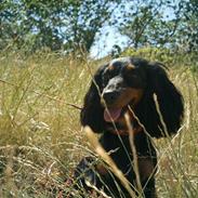 Dværggravhund mille