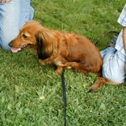 Dværggravhund mille