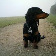 Dværggravhund mille