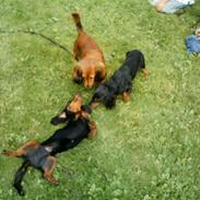 Dværggravhund mille