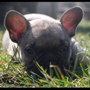 Fransk bulldog Leopold