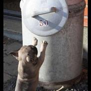 Fransk bulldog Leopold