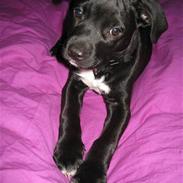 Amerikansk staffordshire terrier Beate "Baby"
