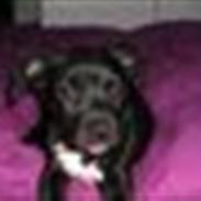 Amerikansk staffordshire terrier Beate "Baby"