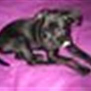 Amerikansk staffordshire terrier Beate "Baby"