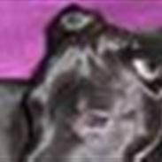 Amerikansk staffordshire terrier Beate "Baby"