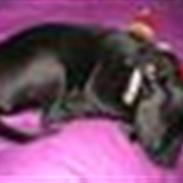 Amerikansk staffordshire terrier Beate "Baby"