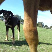 Blanding af racer Coco