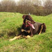 Blanding af racer Coco