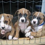 Blanding af racer Bertha