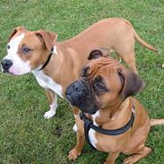 Blanding af racer Bertha