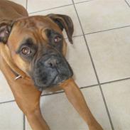 Blanding af racer Bertha