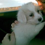 Coton de tulear Blanca