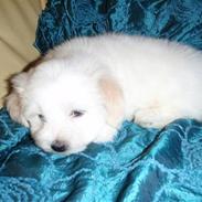 Coton de tulear Uršula