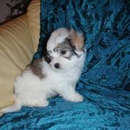 Coton de tulear Uršula