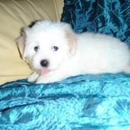 Coton de tulear Uršula