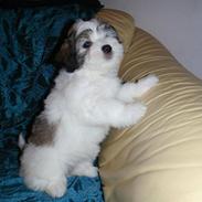 Coton de tulear Uršula