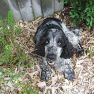 Cocker spaniel Bailey