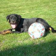 Rottweiler Xinka's Esak