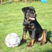 Rottweiler Xinka's Esak