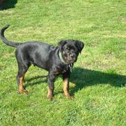Rottweiler Xinka's Esak