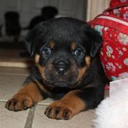 Rottweiler Xinka's Esak