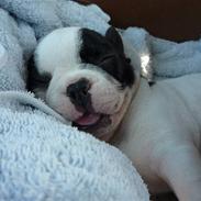 Fransk bulldog Tasja