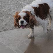 Cavalier king charles spaniel Diego R.I.P ;(