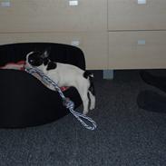 Fransk bulldog Tasja