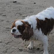Cavalier king charles spaniel Diego R.I.P ;(